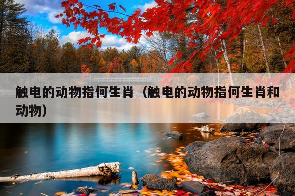 触电的动物指何生肖（触电的动物指何生肖和动物）