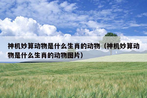 神机妙算动物是什么生肖的动物（神机妙算动物是什么生肖的动物图片）