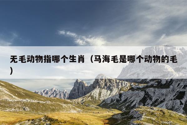 无毛动物指哪个生肖（马海毛是哪个动物的毛）