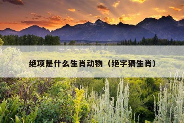 绝项是什么生肖动物（绝字猜生肖）