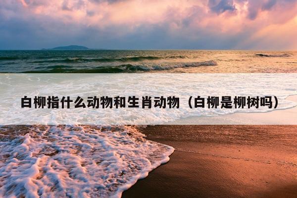 白柳指什么动物和生肖动物（白柳是柳树吗）