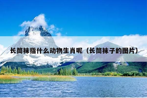 长筒袜指什么动物生肖呢（长筒袜子的图片）