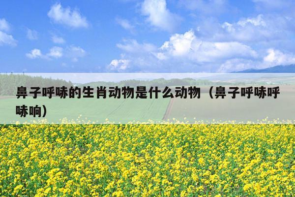 鼻子呼哧的生肖动物是什么动物（鼻子呼哧呼哧响）