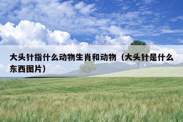 大头针指什么动物生肖和动物（大头针是什么东西图片）