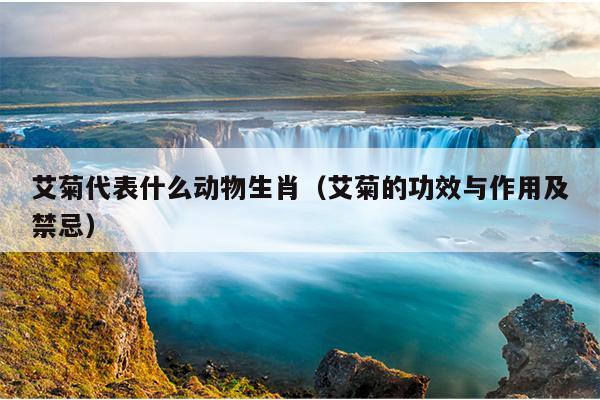 艾菊代表什么动物生肖（艾菊的功效与作用及禁忌）