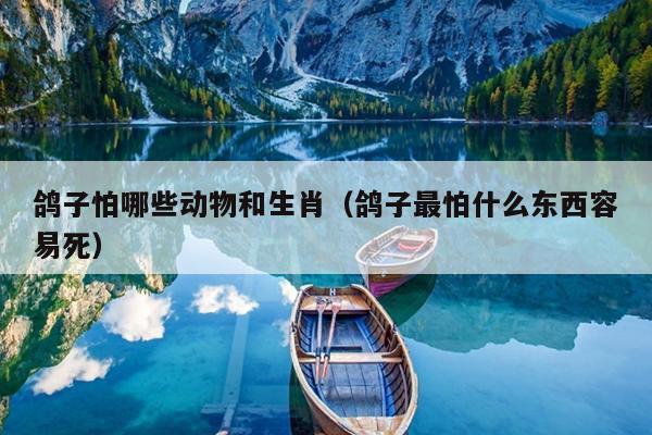 鸽子怕哪些动物和生肖（鸽子最怕什么东西容易死）