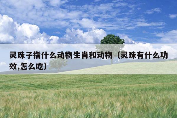 灵珠子指什么动物生肖和动物（灵珠有什么功效,怎么吃）