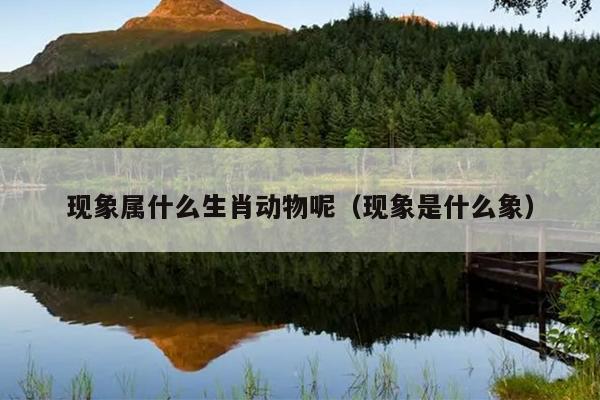 现象属什么生肖动物呢（现象是什么象）