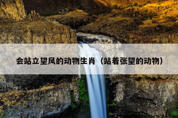 会站立望风的动物生肖（站着张望的动物）
