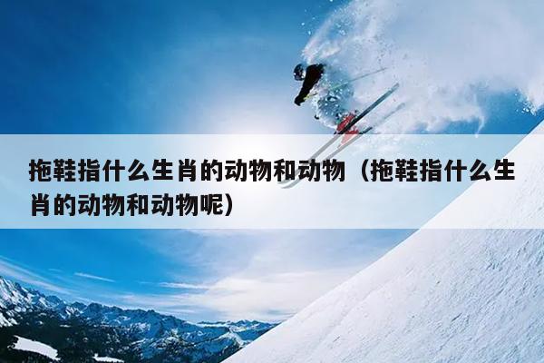 拖鞋指什么生肖的动物和动物（拖鞋指什么生肖的动物和动物呢）