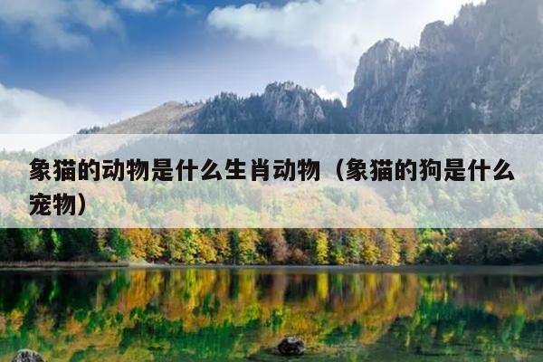 象猫的动物是什么生肖动物（象猫的狗是什么宠物）