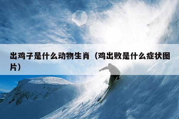 出鸡子是什么动物生肖（鸡出败是什么症状图片）