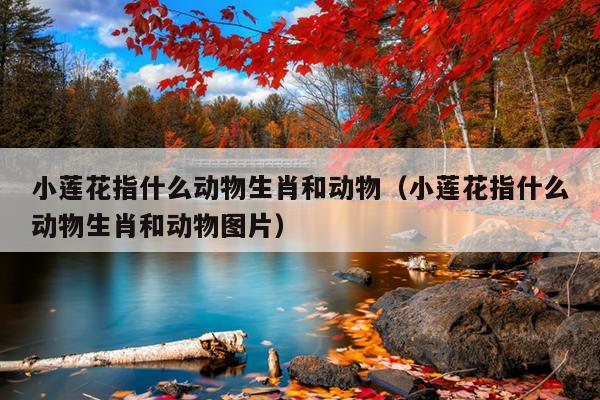 小莲花指什么动物生肖和动物（小莲花指什么动物生肖和动物图片）