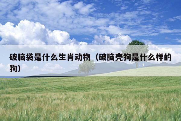 破脑袋是什么生肖动物（破脑壳狗是什么样的狗）