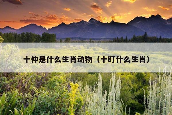 十仲是什么生肖动物（十盯什么生肖）