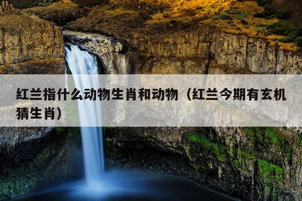 红兰指什么动物生肖和动物（红兰今期有玄机猜生肖）