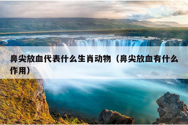 鼻尖放血代表什么生肖动物（鼻尖放血有什么作用）
