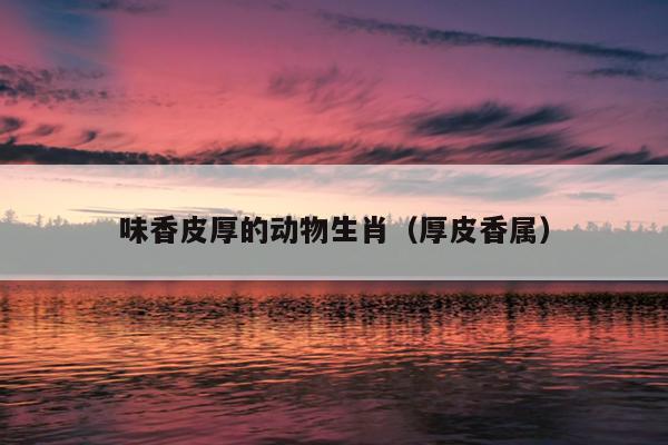 味香皮厚的动物生肖（厚皮香属）