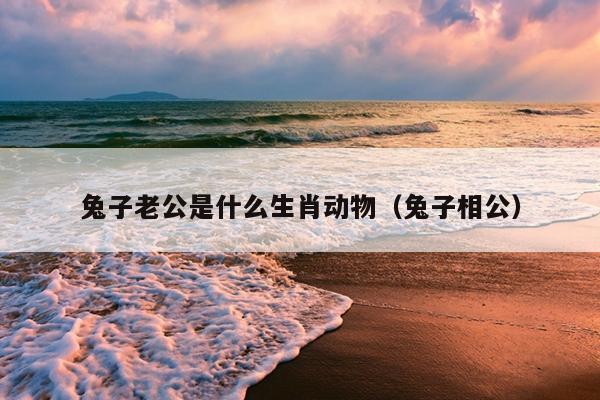 兔子老公是什么生肖动物（兔子相公）