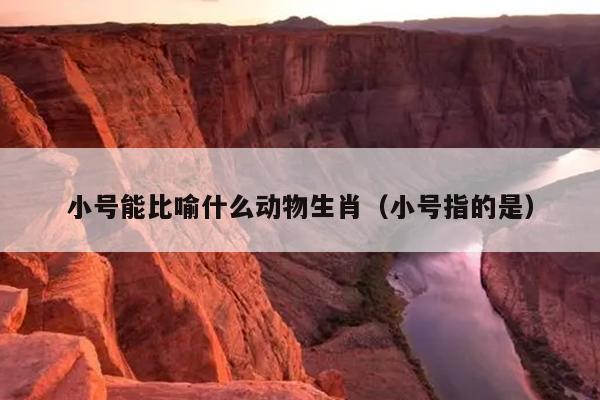 小号能比喻什么动物生肖（小号指的是）