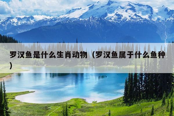 罗汉鱼是什么生肖动物（罗汉鱼属于什么鱼种）