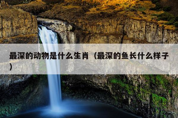 最深的动物是什么生肖（最深的鱼长什么样子）