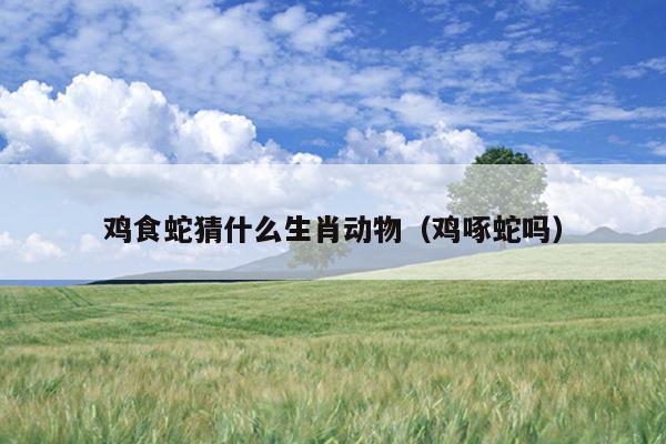 鸡食蛇猜什么生肖动物（鸡啄蛇吗）