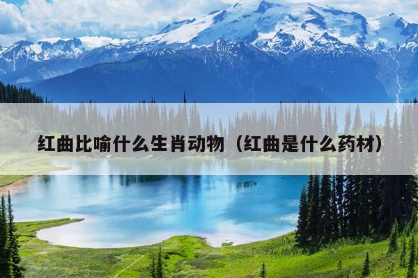 红曲比喻什么生肖动物（红曲是什么药材）
