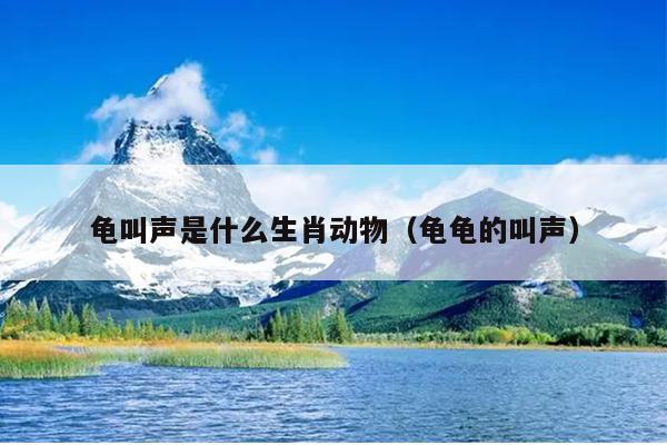 龟叫声是什么生肖动物（龟龟的叫声）