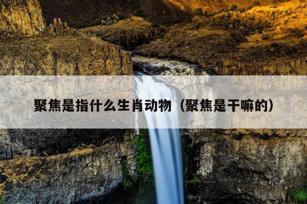 聚焦是指什么生肖动物（聚焦是干嘛的）