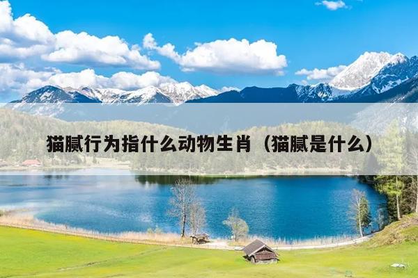 猫腻行为指什么动物生肖（猫腻是什么）