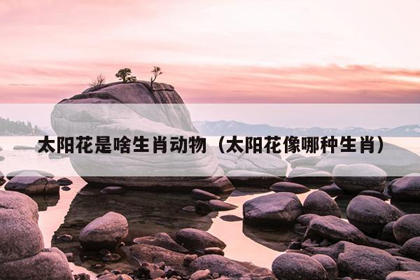 太阳花是啥生肖动物（太阳花像哪种生肖）