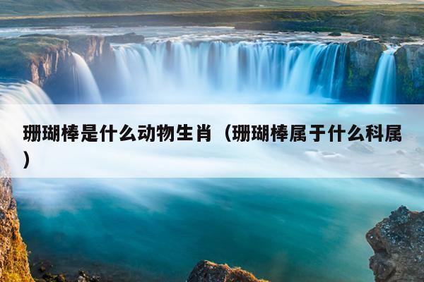 珊瑚棒是什么动物生肖（珊瑚棒属于什么科属）