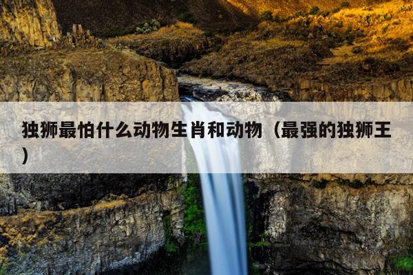 独狮最怕什么动物生肖和动物（最强的独狮王）
