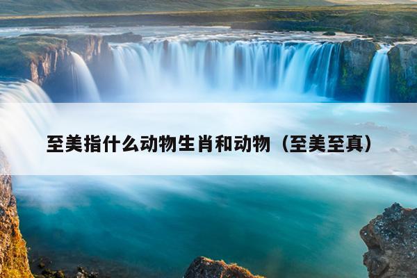 至美指什么动物生肖和动物（至美至真）