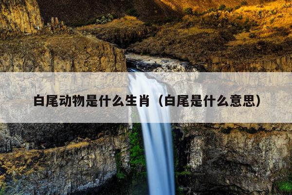 白尾动物是什么生肖（白尾是什么意思）
