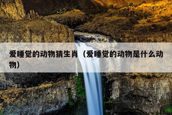 爱睡觉的动物猜生肖（爱睡觉的动物是什么动物）