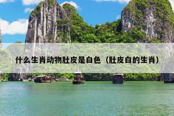 什么生肖动物肚皮是白色（肚皮白的生肖）