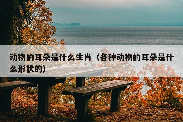 动物的耳朵是什么生肖（各种动物的耳朵是什么形状的）