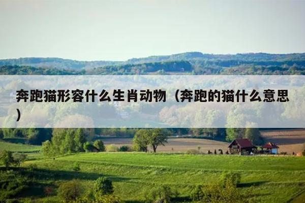 奔跑猫形容什么生肖动物（奔跑的猫什么意思）