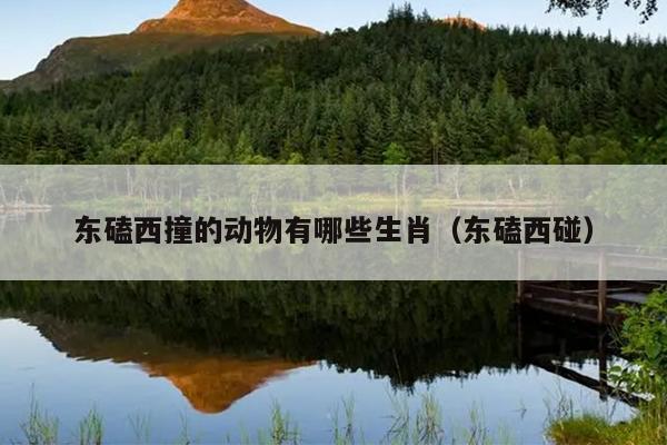 东磕西撞的动物有哪些生肖（东磕西碰）