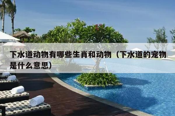下水道动物有哪些生肖和动物（下水道的宠物是什么意思）