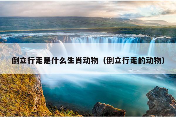 倒立行走是什么生肖动物（倒立行走的动物）