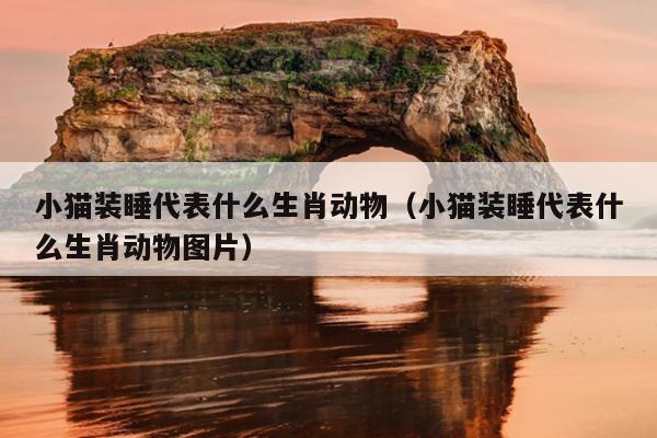 小猫装睡代表什么生肖动物（小猫装睡代表什么生肖动物图片）