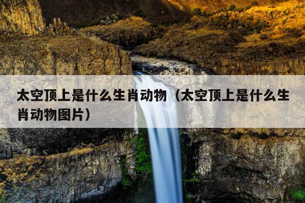 太空顶上是什么生肖动物（太空顶上是什么生肖动物图片）
