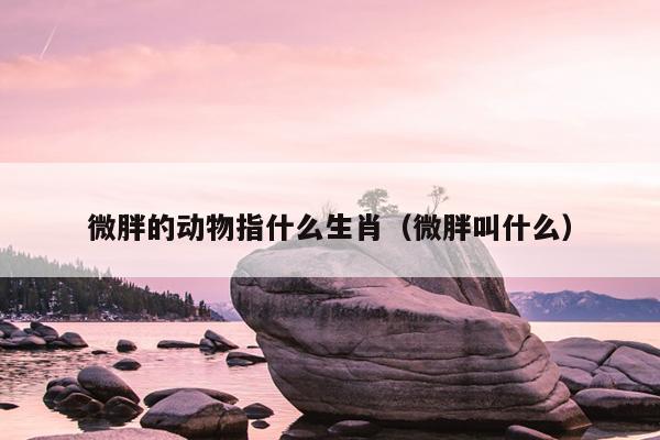 微胖的动物指什么生肖（微胖叫什么）