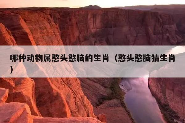 哪种动物属憨头憨脑的生肖（憨头憨脑猜生肖）