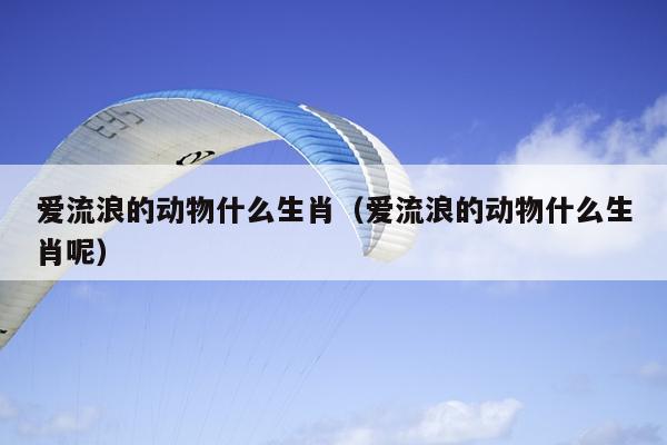 爱流浪的动物什么生肖（爱流浪的动物什么生肖呢）