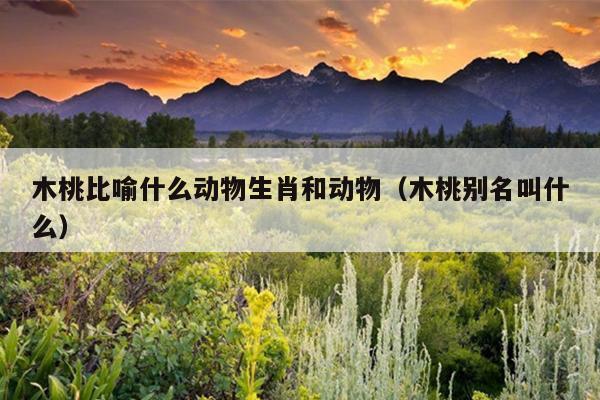木桃比喻什么动物生肖和动物（木桃别名叫什么）