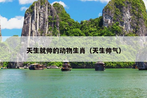 天生就帅的动物生肖（天生帅气）
